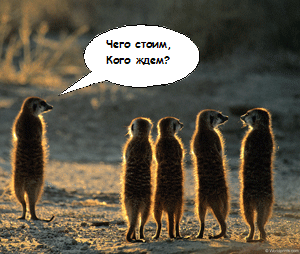 meer_kats.gif