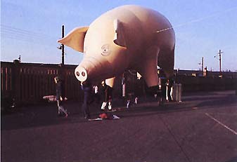 pig05_77.jpg
