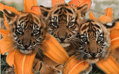 tiger_lillies.gif