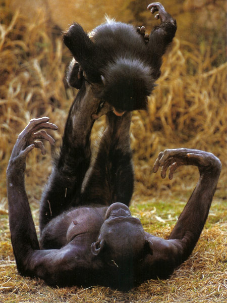 bonobo_mom_and_child.jpg