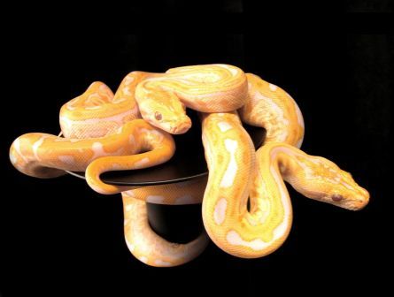 albino_python__1_.jpg