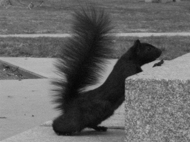 squirrel_20060413_0153_by_Daria67_Critters__Small_.jpg