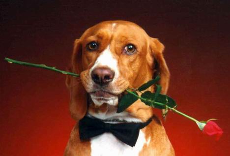 Dog.jpg
