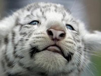 whitetiger_20807.jpg