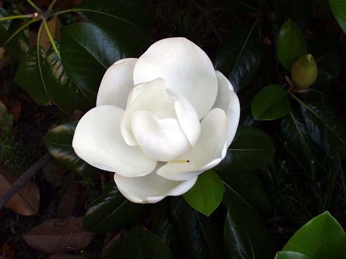 Magnolia_20grandiflora.jpg