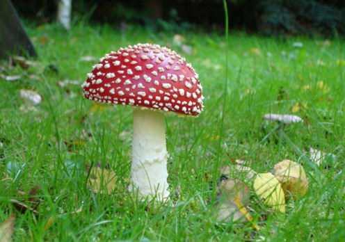 mushroom3.jpg