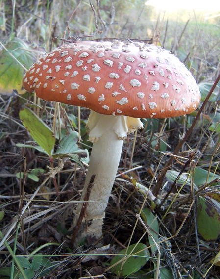Magic_20Mushroom_a740588.jpg