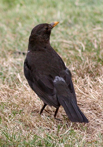 blackbird_3.jpg