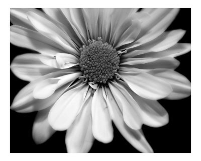 Black_And_White_Poster_C10221125.jpeg