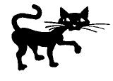 cool_cat.jpg