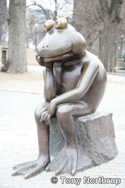 Frog_thinking.jpg