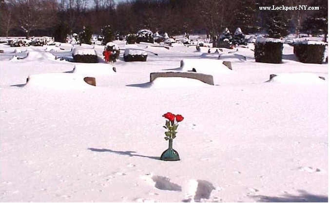 Rose_In_The_Snow.jpg