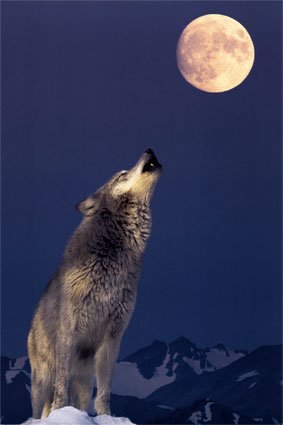 Wolf.jpeg