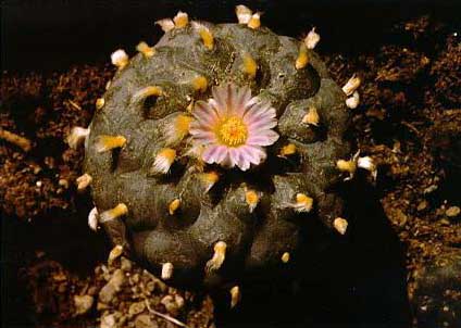 peyote.jpg