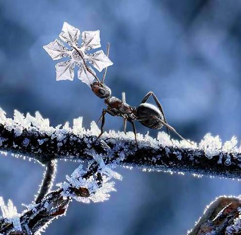 Snowflake.jpg