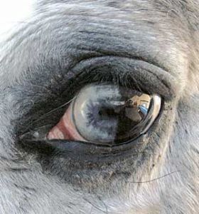 Eye.jpg