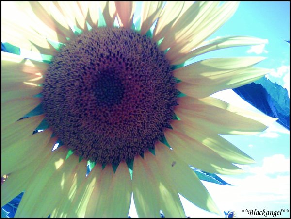 Sun_flower_by_Alinutza_Blackangel.jpg