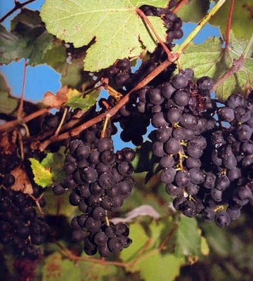 georgian_grapes_6.jpg