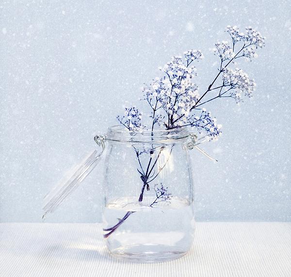 Winter_Blossoms_by_fhrankee.jpg