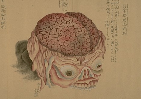 anatomical_scroll_4.jpg