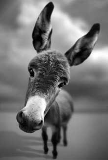 Burro.jpg