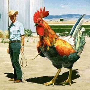 cock.jpg