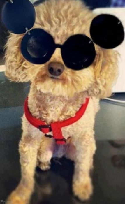 lady_gaga_and_her_new_dog_fozzi_25.jpg