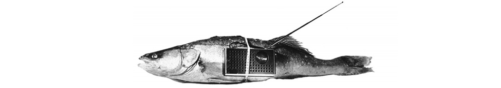 0009545150_100.png