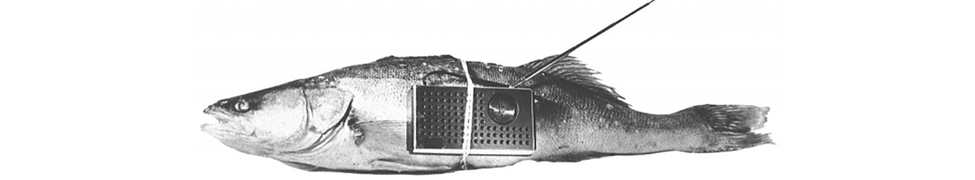 0012681676_100.png