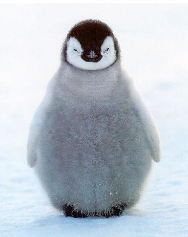 pingvini.JPG