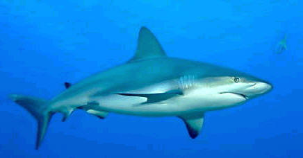 Sharky1.jpg