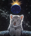 cat.gif