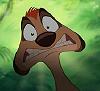 timon10.jpg