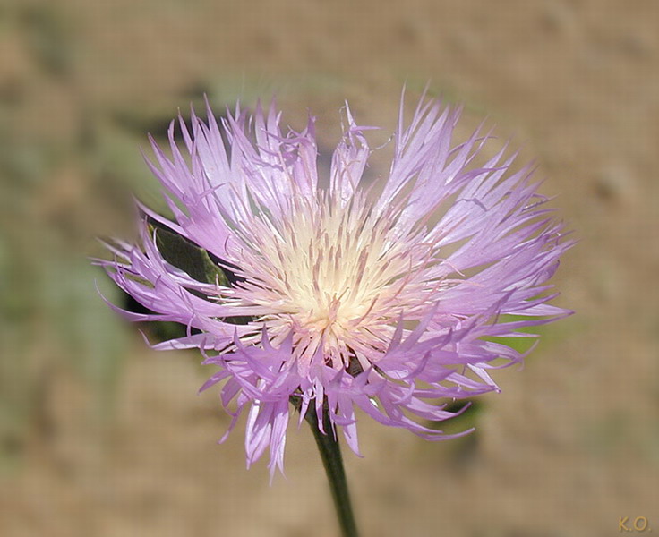 41743_resize.jpg