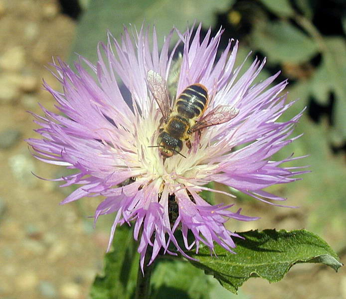 48121_resize_2.jpg