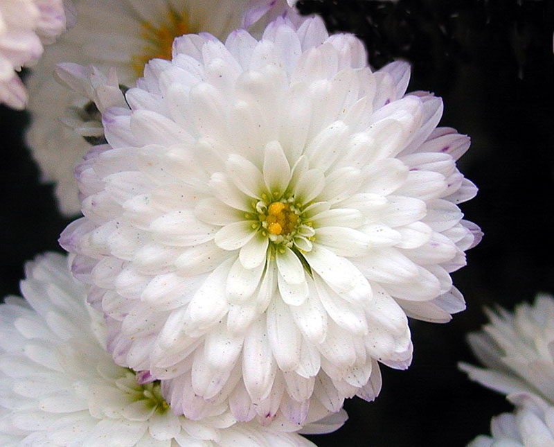 13807_2.jpg