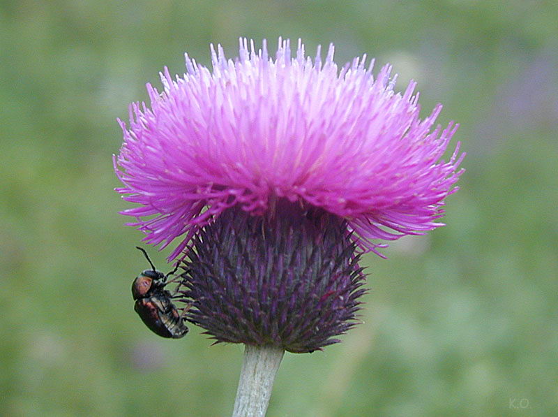 38454_2.jpg