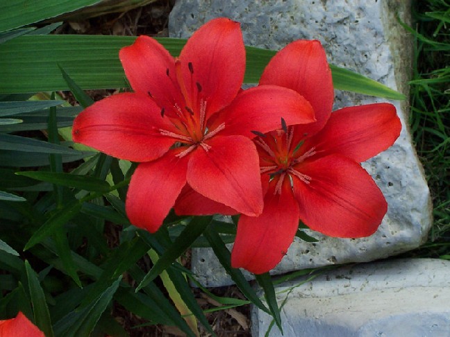 flower.jpg