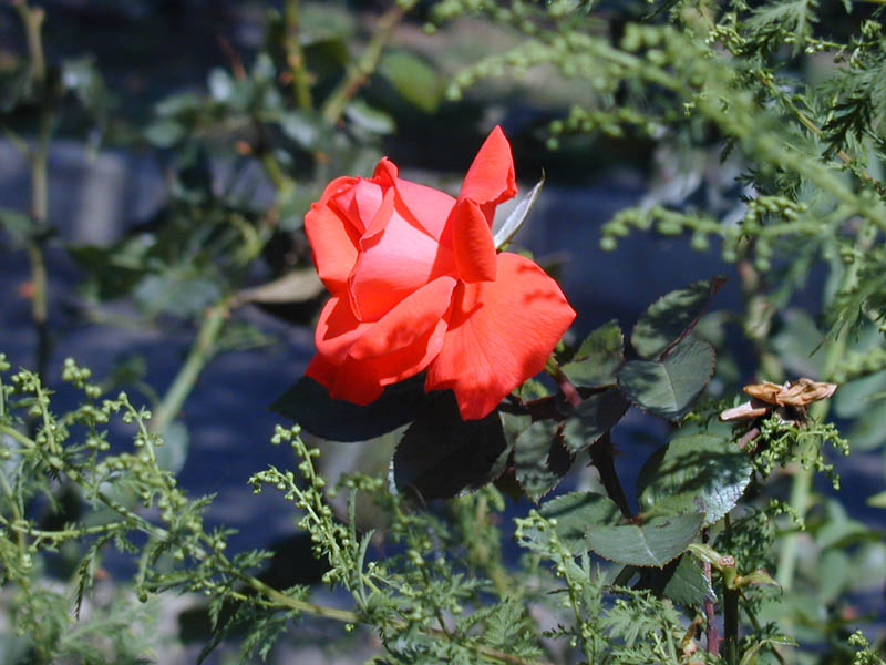 P9110002_v1.jpg