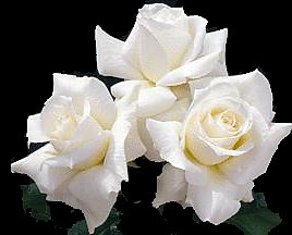white_20roses.jpg