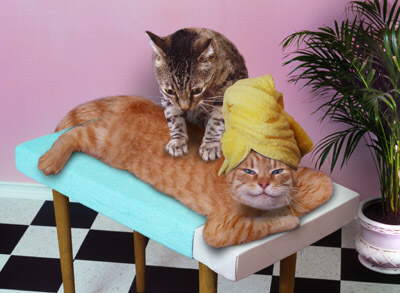 massage_cats.jpg