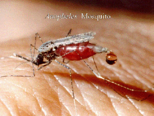 mosquito.jpg
