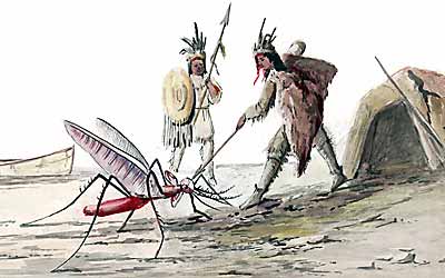 Mosquito_2008684800.jpg