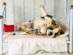 hurt_20dog.jpg