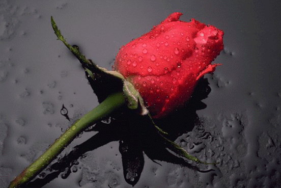 rose.jpg