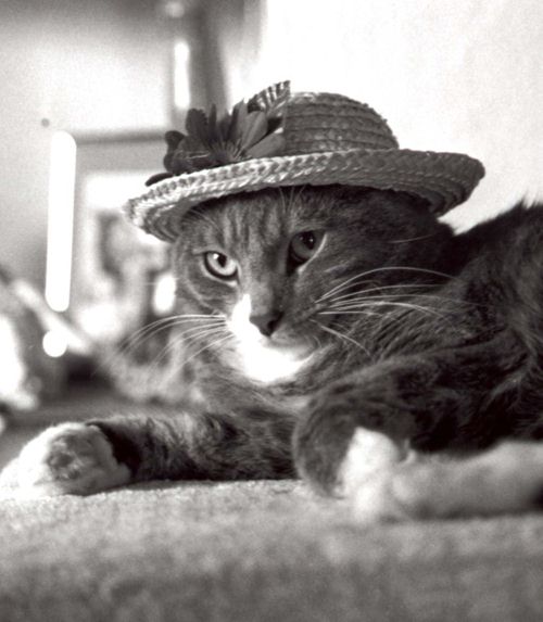 cat_in_a_hat.jpg