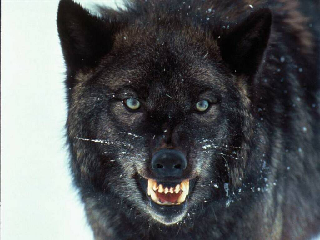 Wolf1.jpg