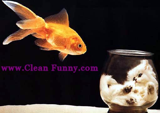 animal_cat_goldfish_bowl.jpg