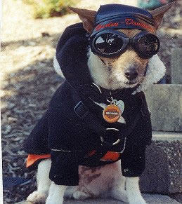 BIKER_DOG_f.jpg