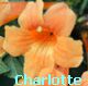 Cherlotte.jpg